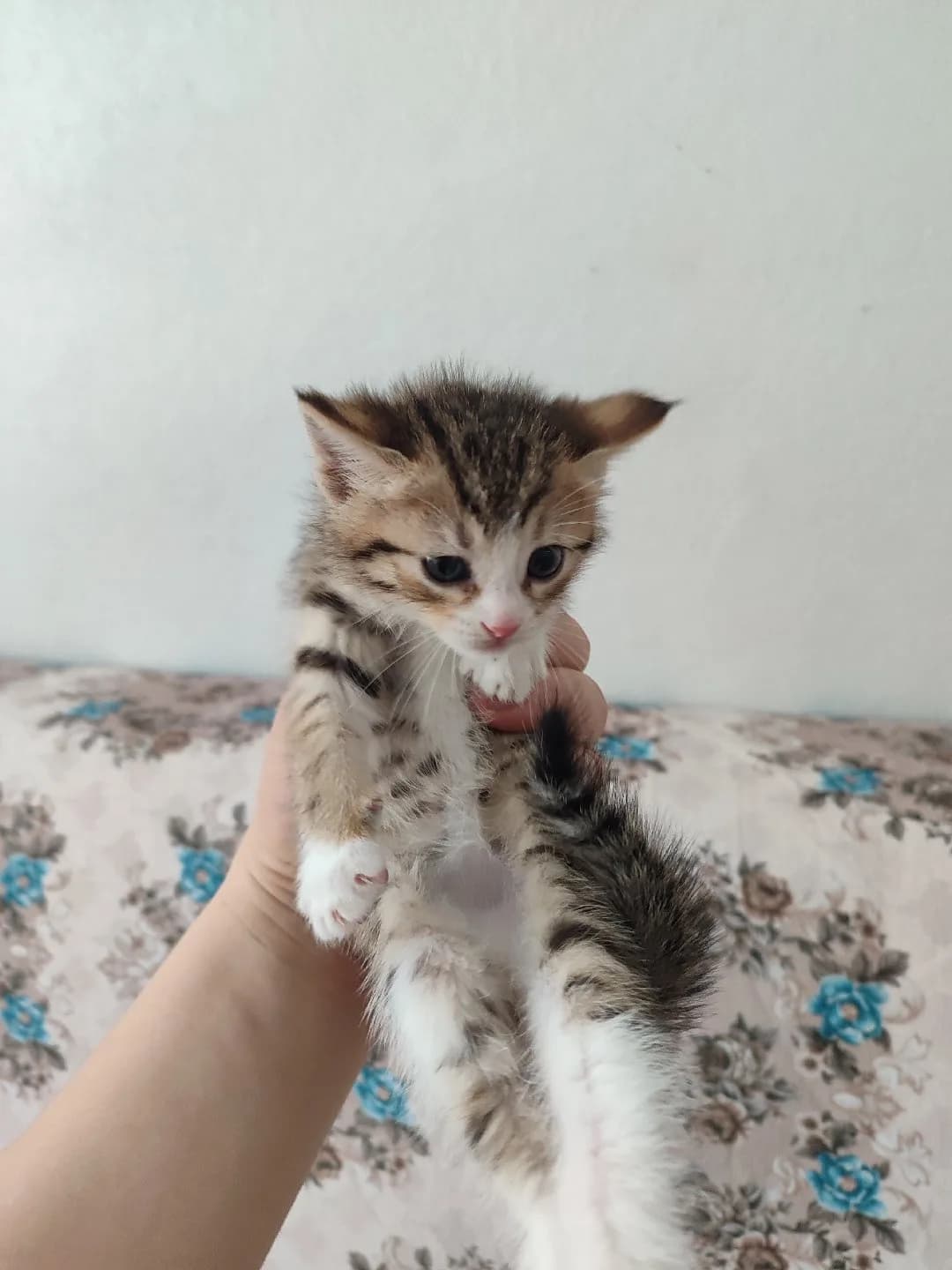 kedilerim cinstir bakamadım için veriyorum