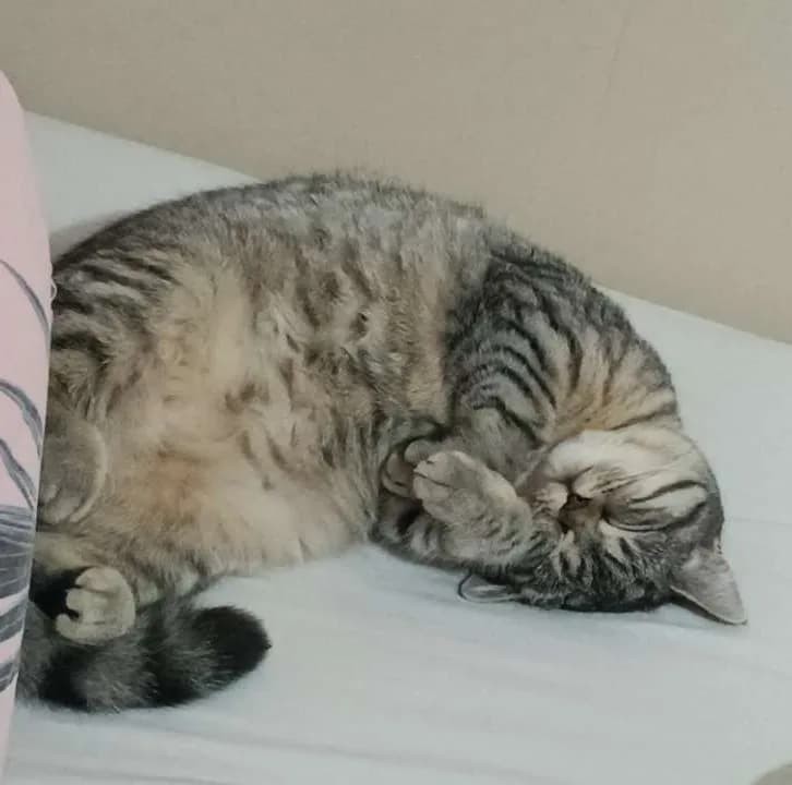 ACİL YUVA ARIYORUZ (ücretsiz sahiplendirme)