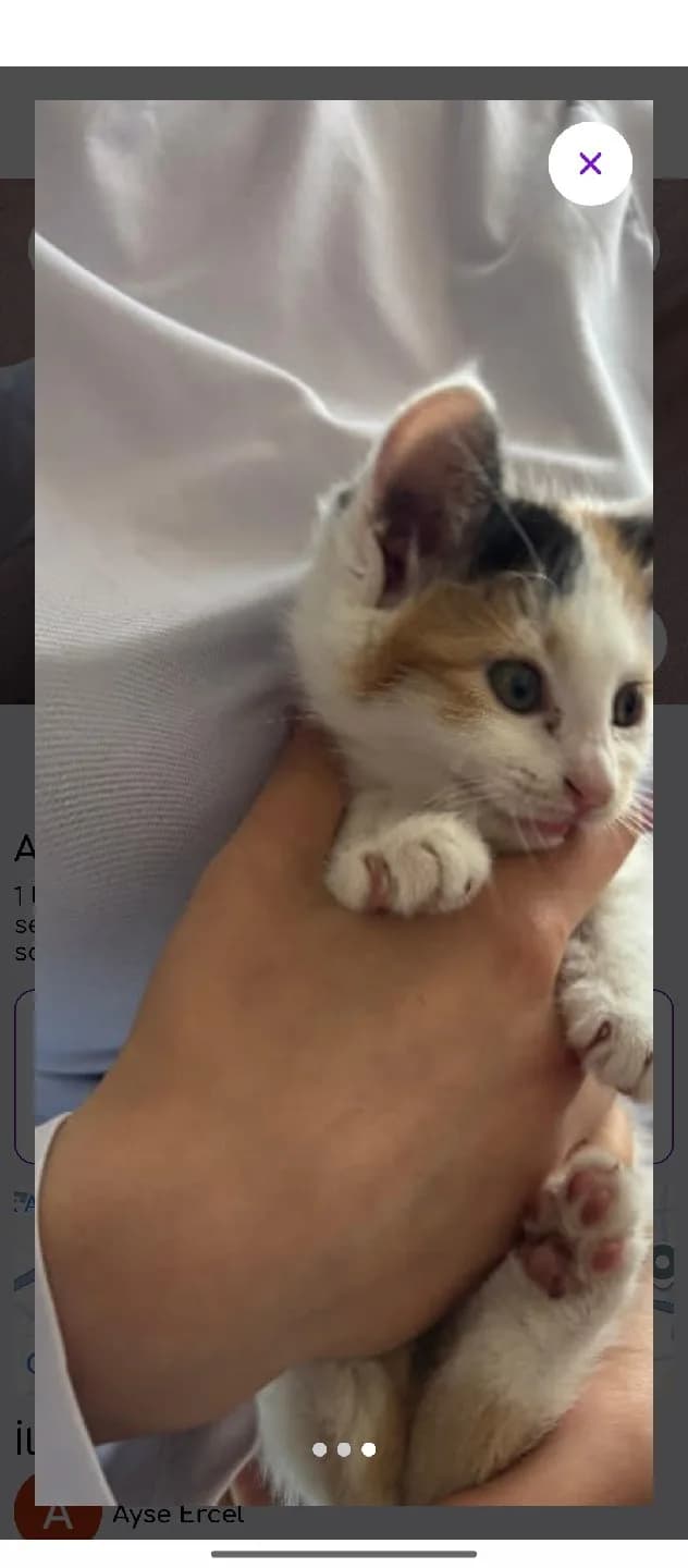 1 buçuk aylık kedi