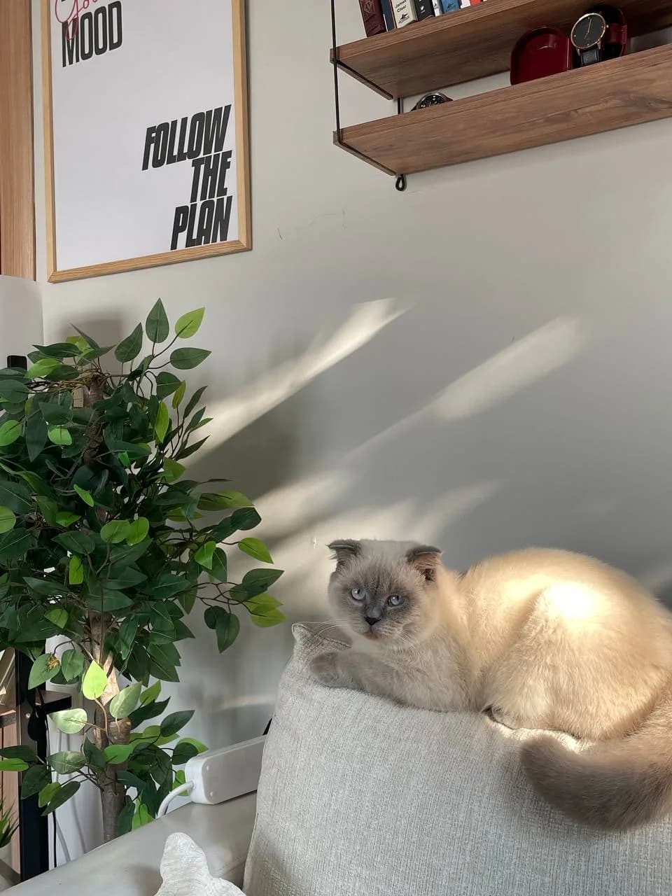 Yurtdışına taşınacağım için oğlum Maviyi sahiplendirmek istiyorum