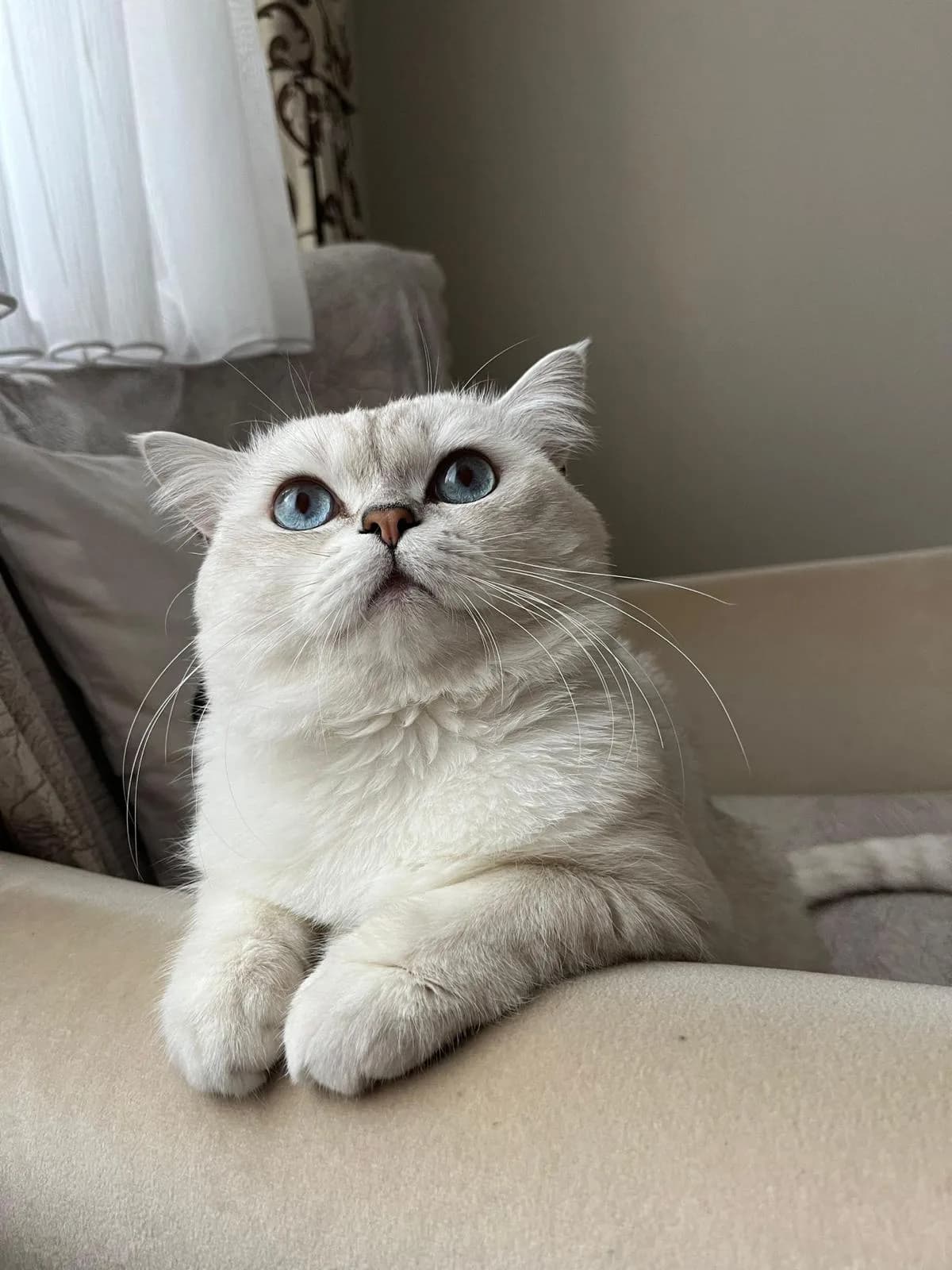British Shorthair Ücretsiz Sahiplendirme ACİL beyaz