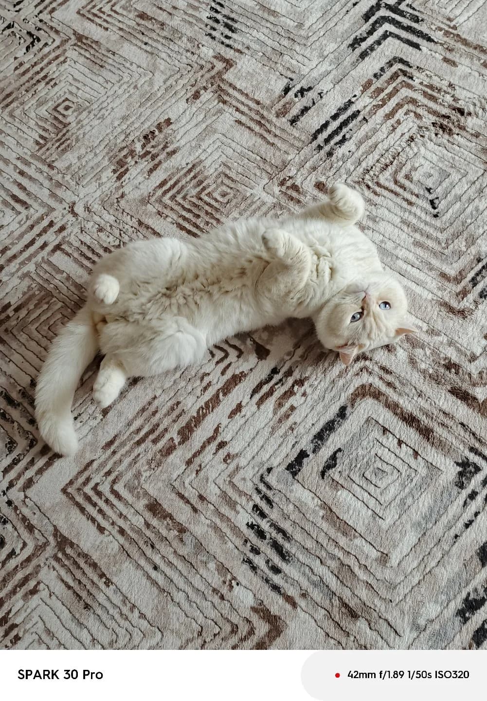 beyaz biritiş 2 yaşında