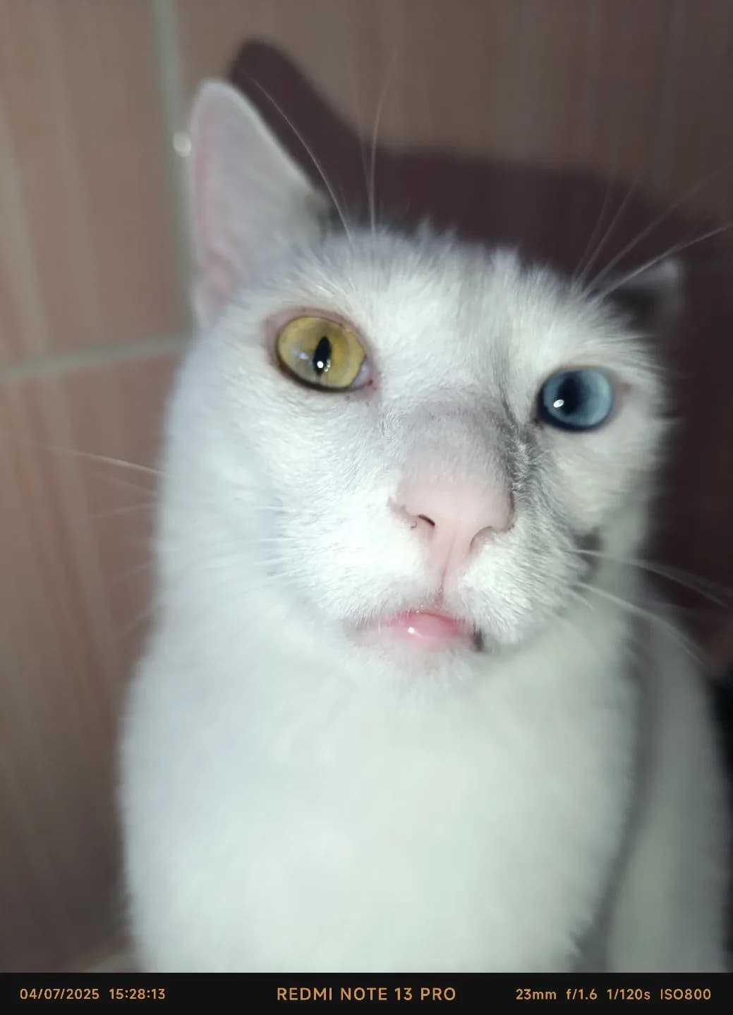 3 Yaşında Kısırlaştırılmış Aşıları Tam Van Kedisi