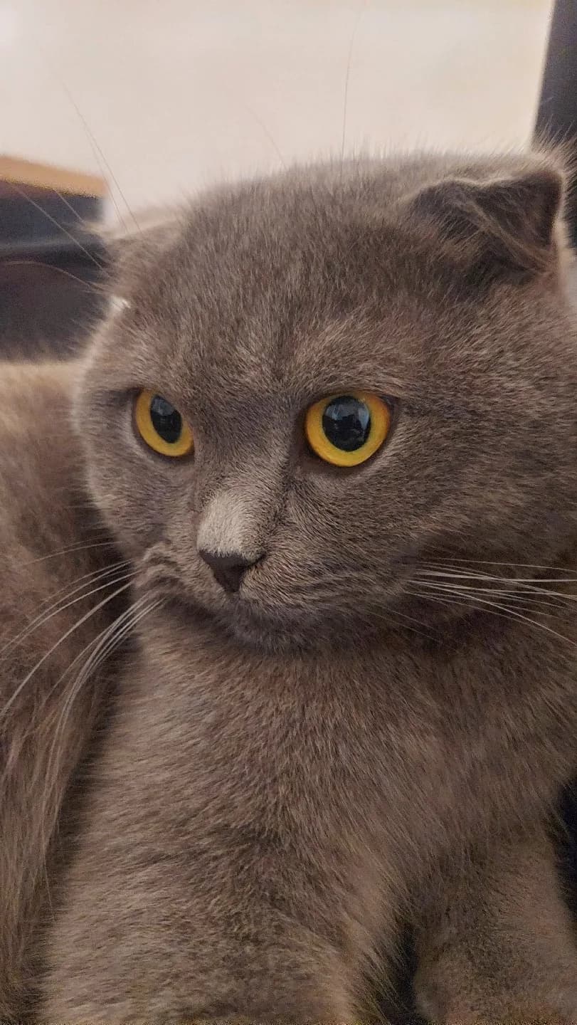 eşim hamile kedimiz sinbaya yuva ariyoruz