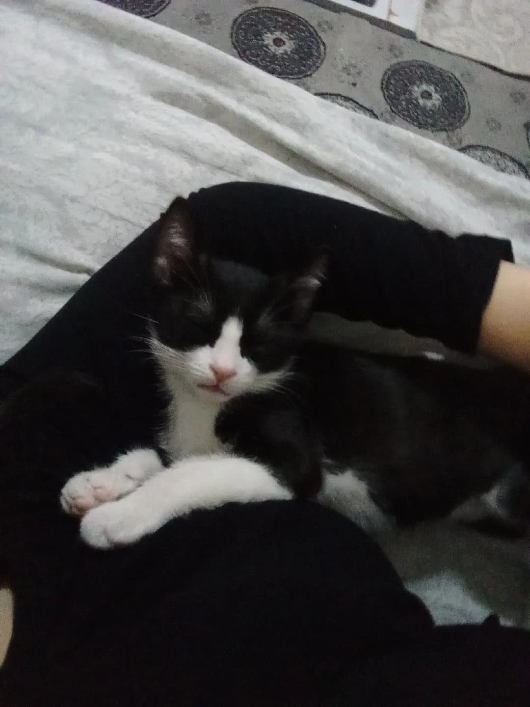 annesi cins british short hair Rus mavisi smokin kedi yavru 12 haftalık