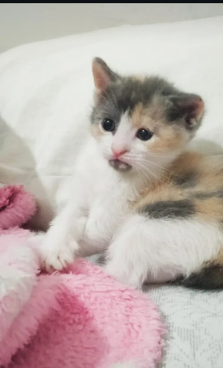 Cins anneden doğma, nadir Dilute Calico renkli, 12 haftalık dişi yavru