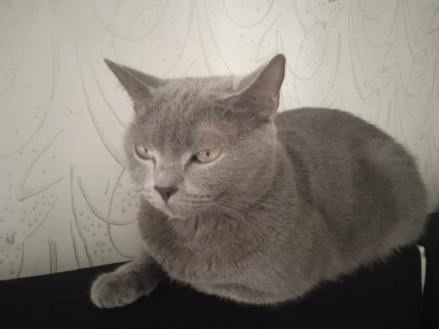 british short hair Rus mavisi dişi anne