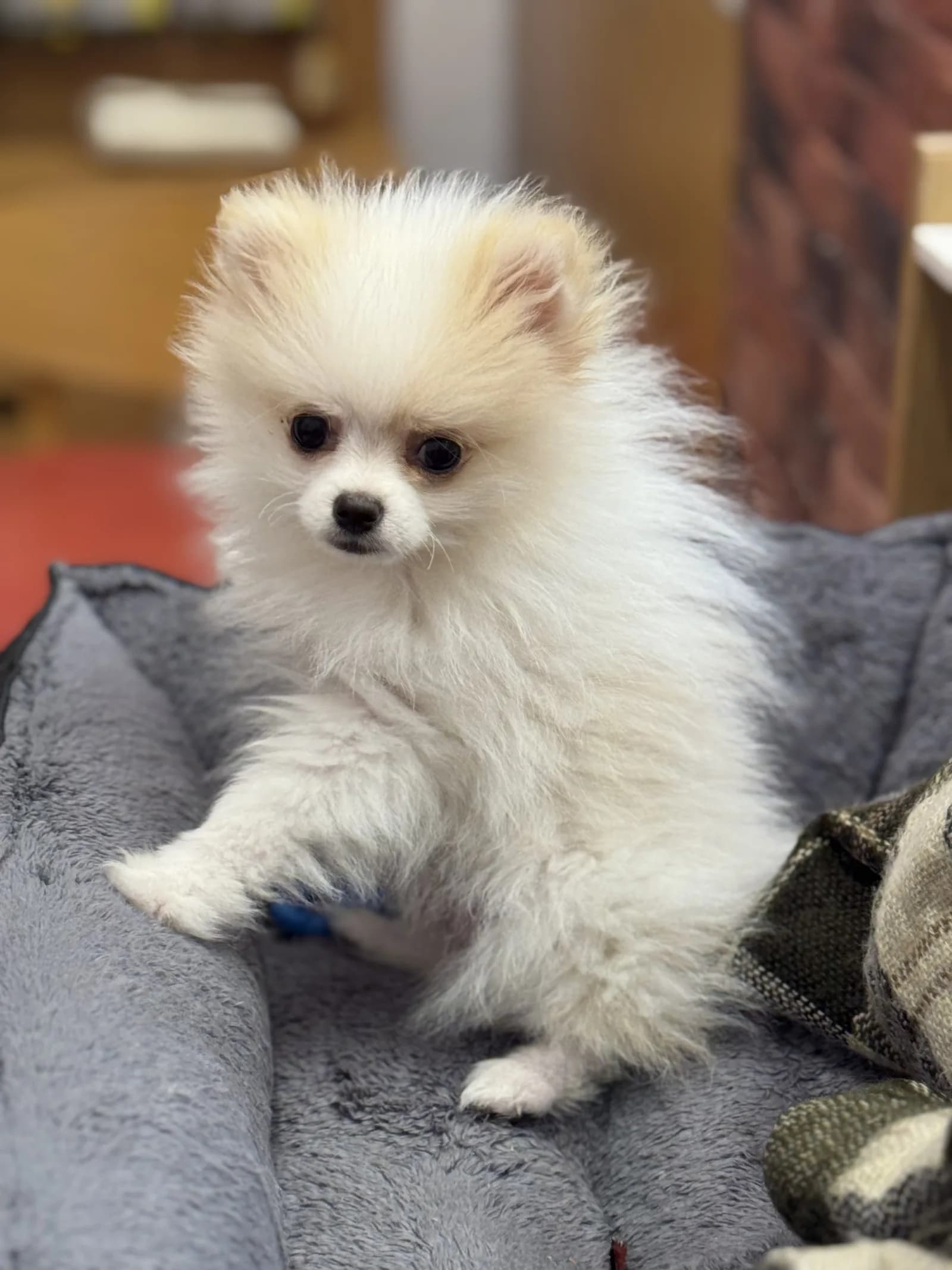 3 aylık erkek pomeranian yuvasını arıyor