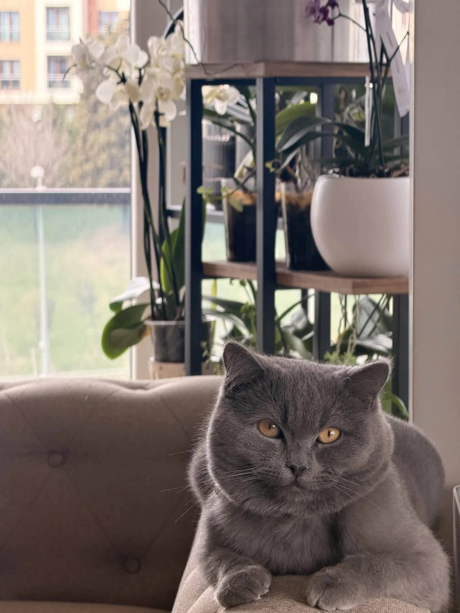 British Erkek Kısır yuvasını arıyor