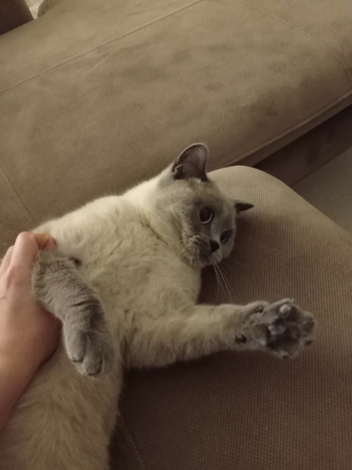 Huzurlu Paticik Talya