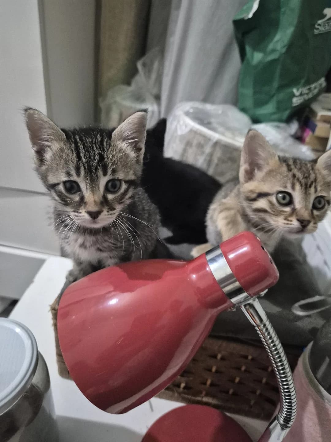 1 buçuk aylık yavru kediler