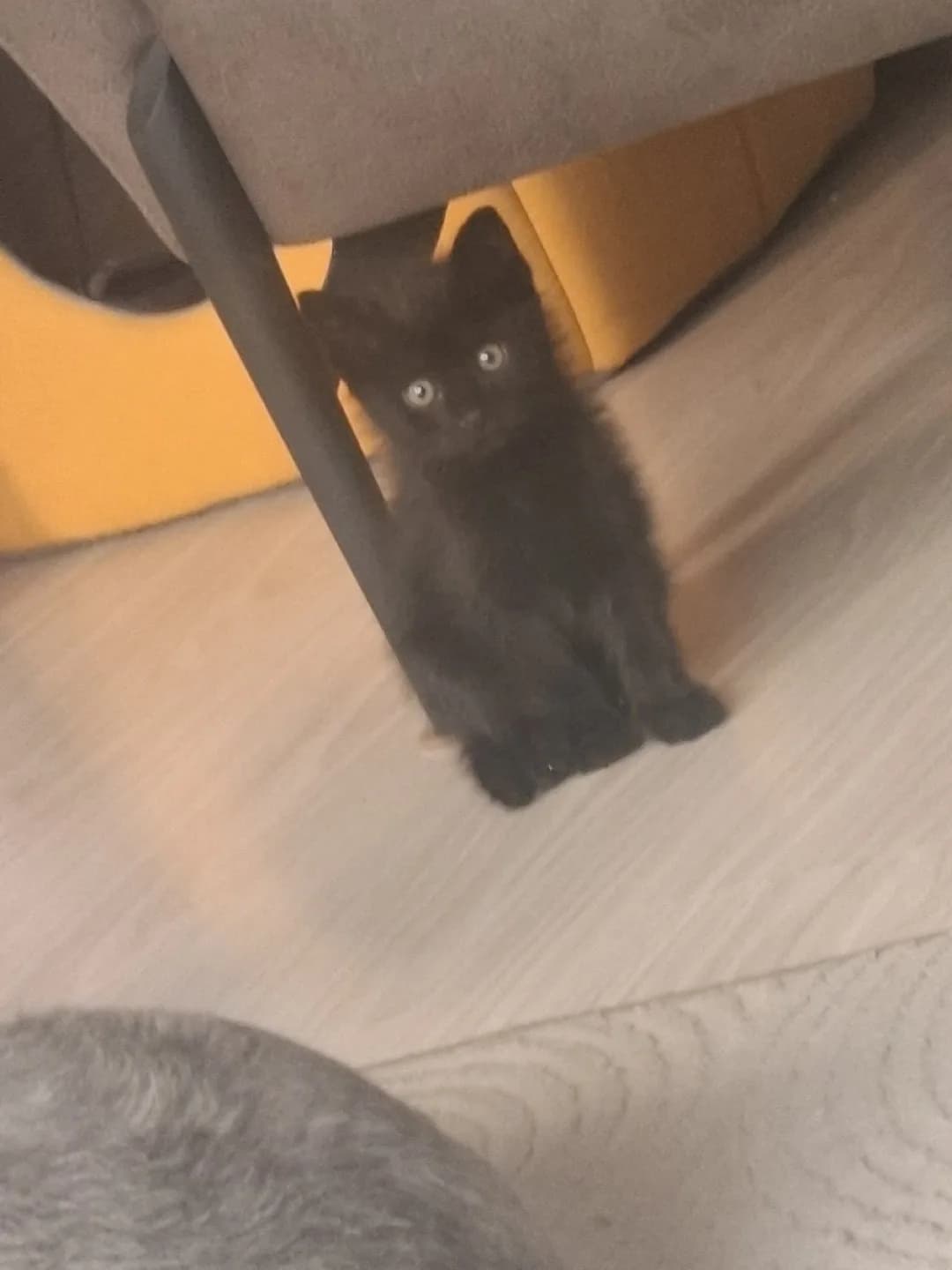 pofuduk 40 45 günlük,kuru mama yiyir.kum kabına alıştı. asiri tatlı.