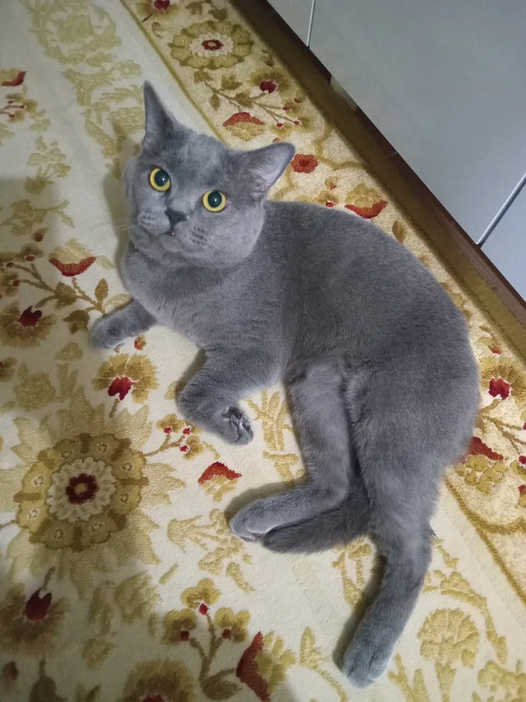 bazı özel sebeplerden dolayı oskarı sahiplendirmek istiyorum çok uysal bir kedidir