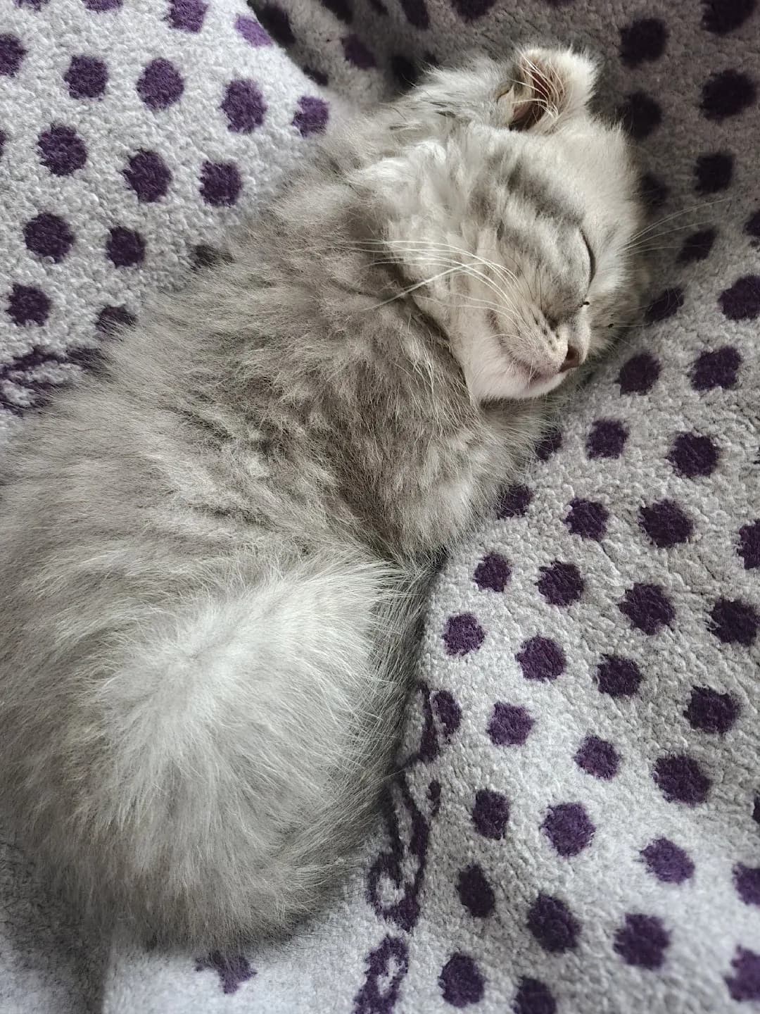 2 aylık bebek kedi