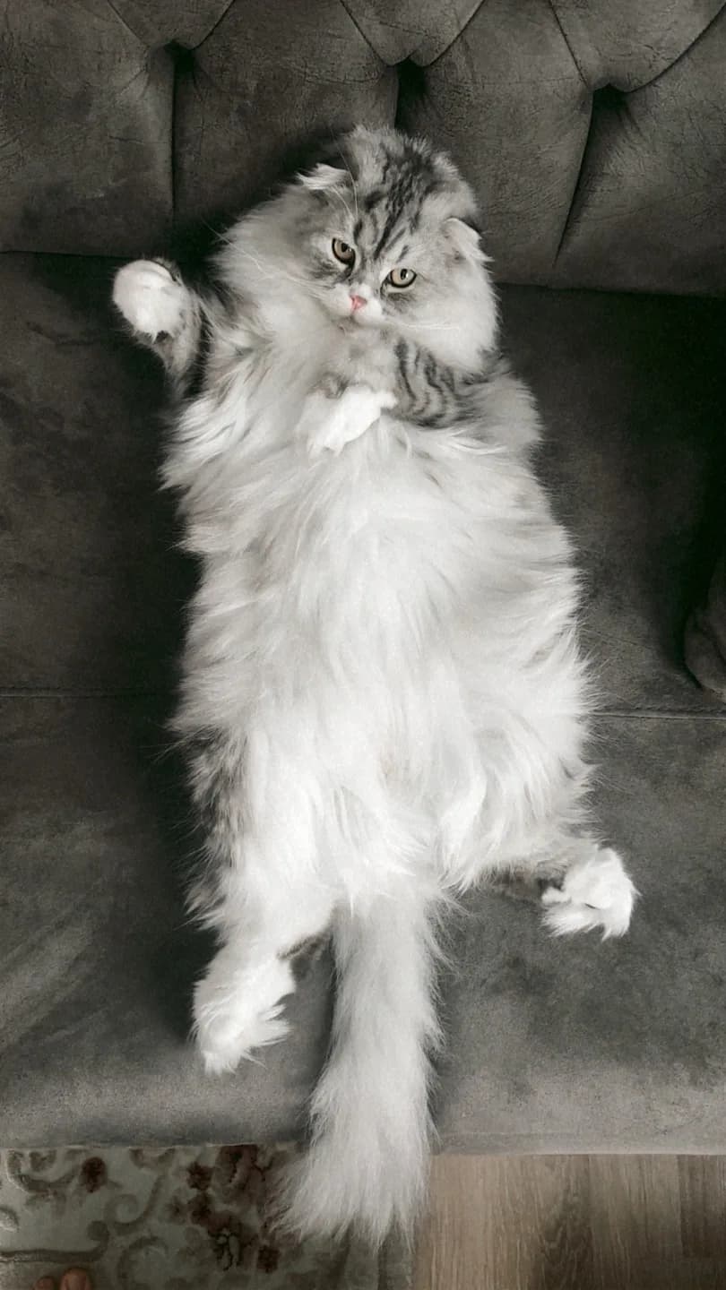scottish longhair ücretsiz sahiplendirme