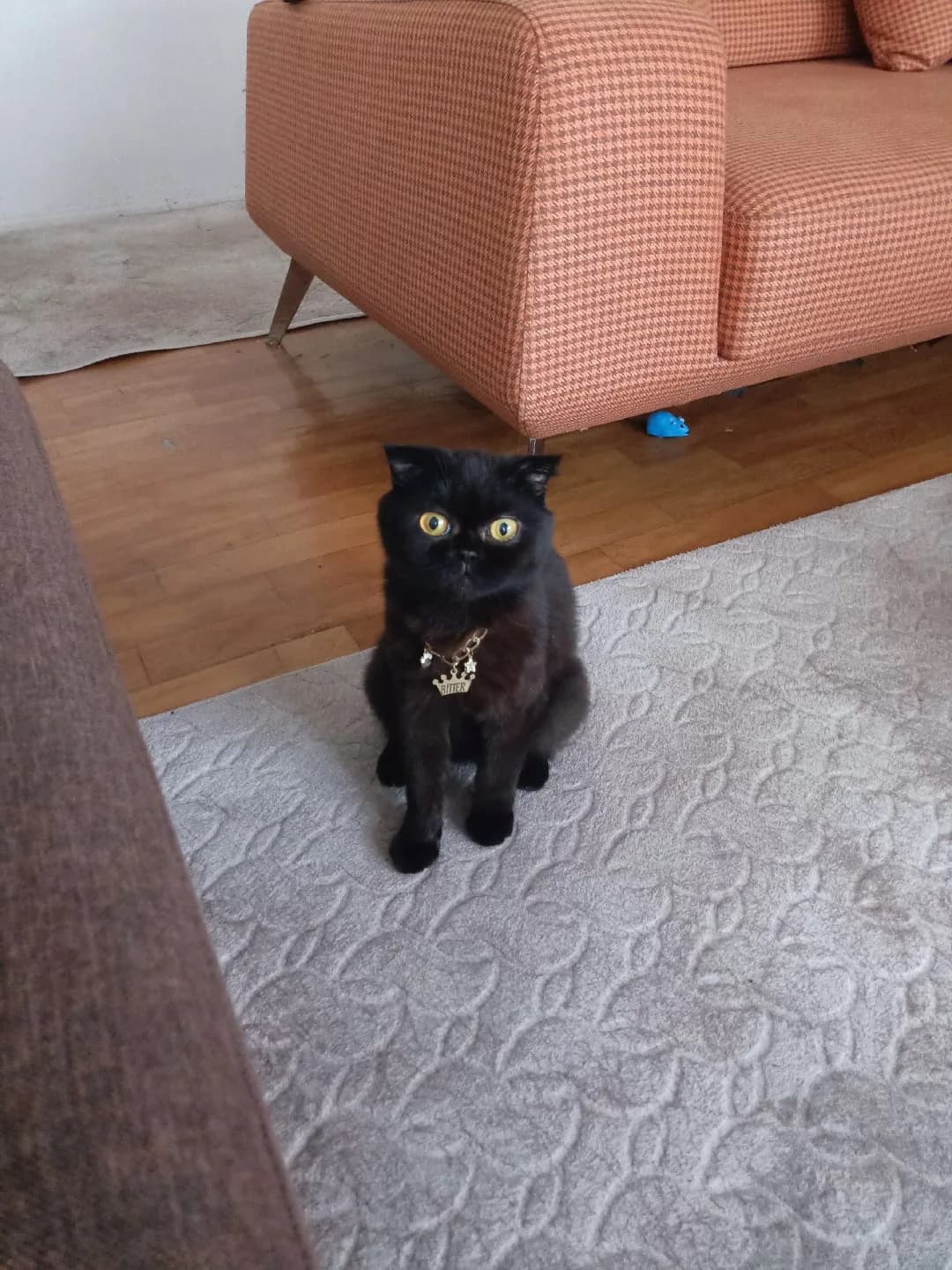 Kara kızımız bitter ücretsiz Ankara içi takipli sahiplendirilecektir