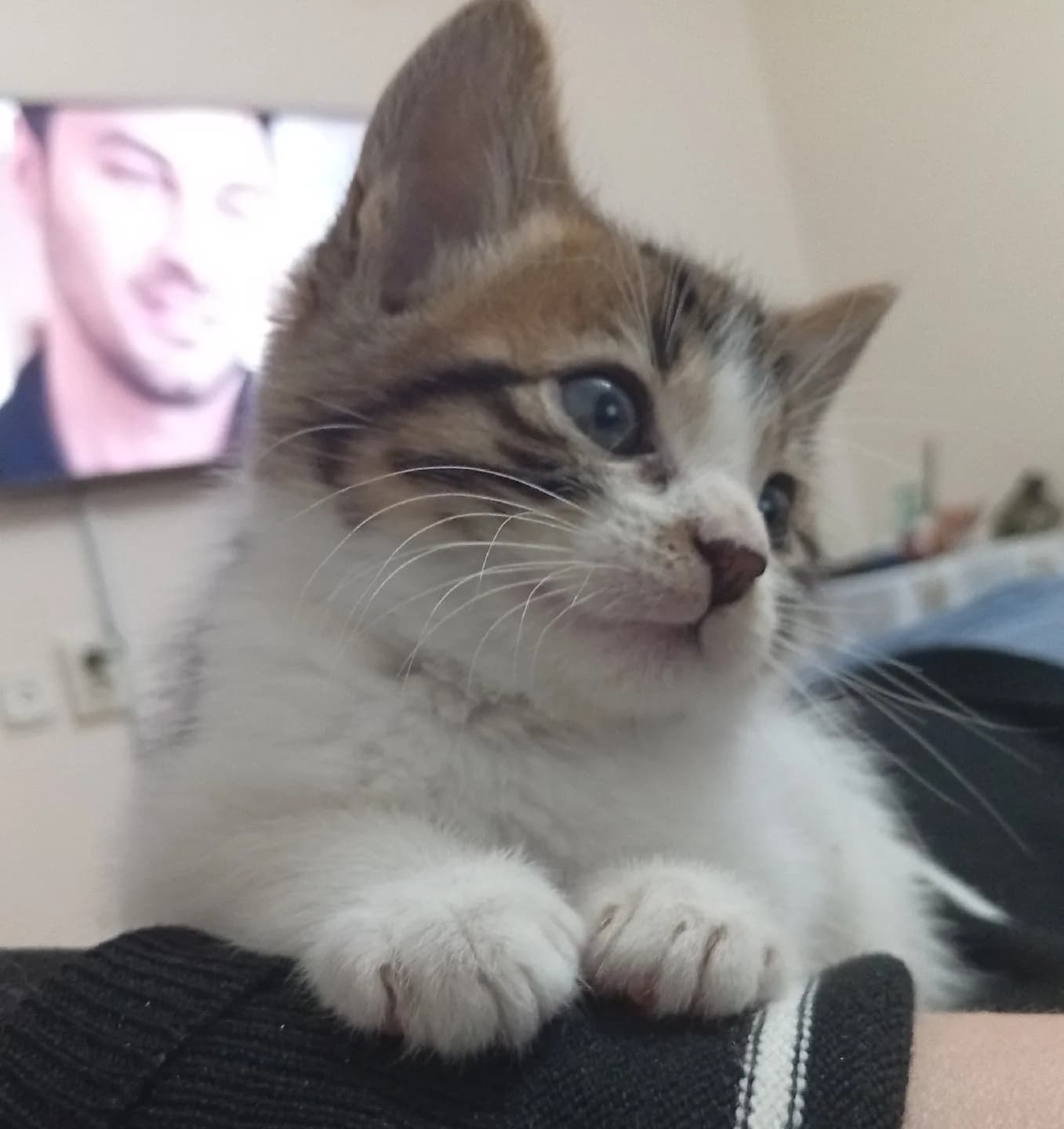 2 aylık yavru erkek kedi