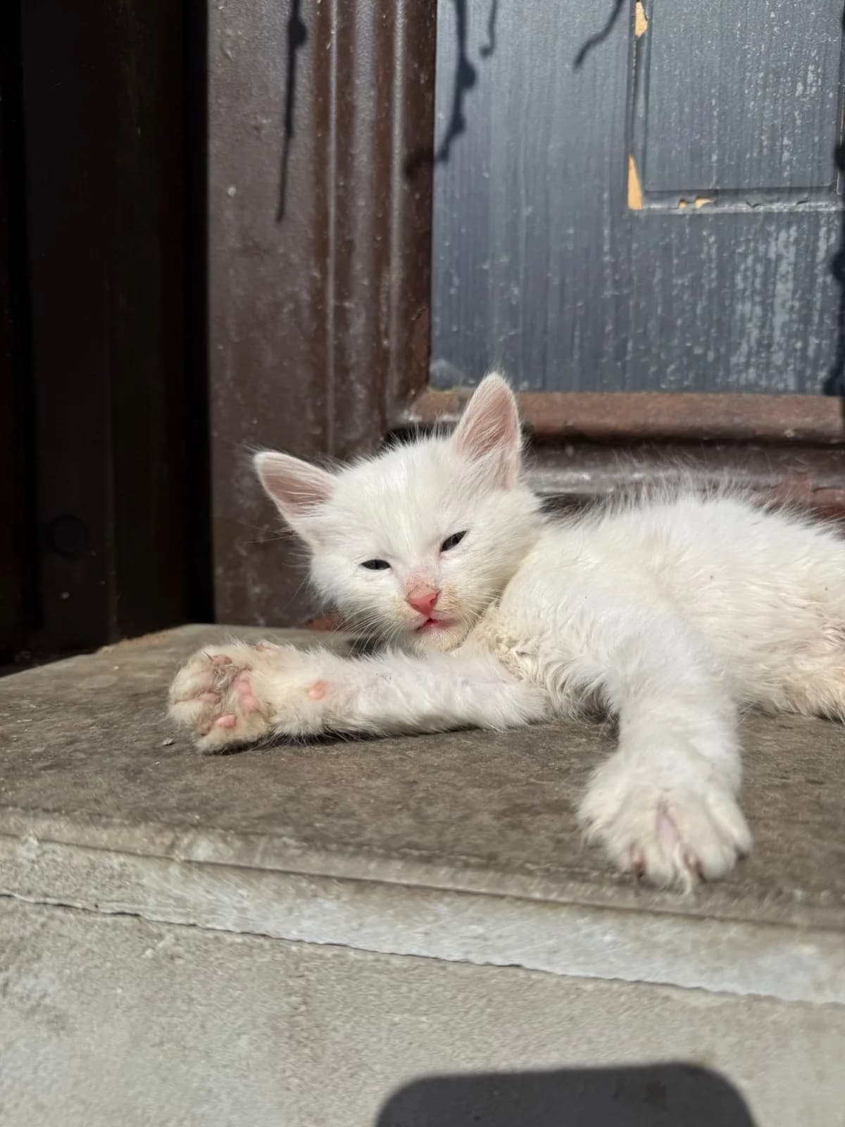 her renkten yavru kedi