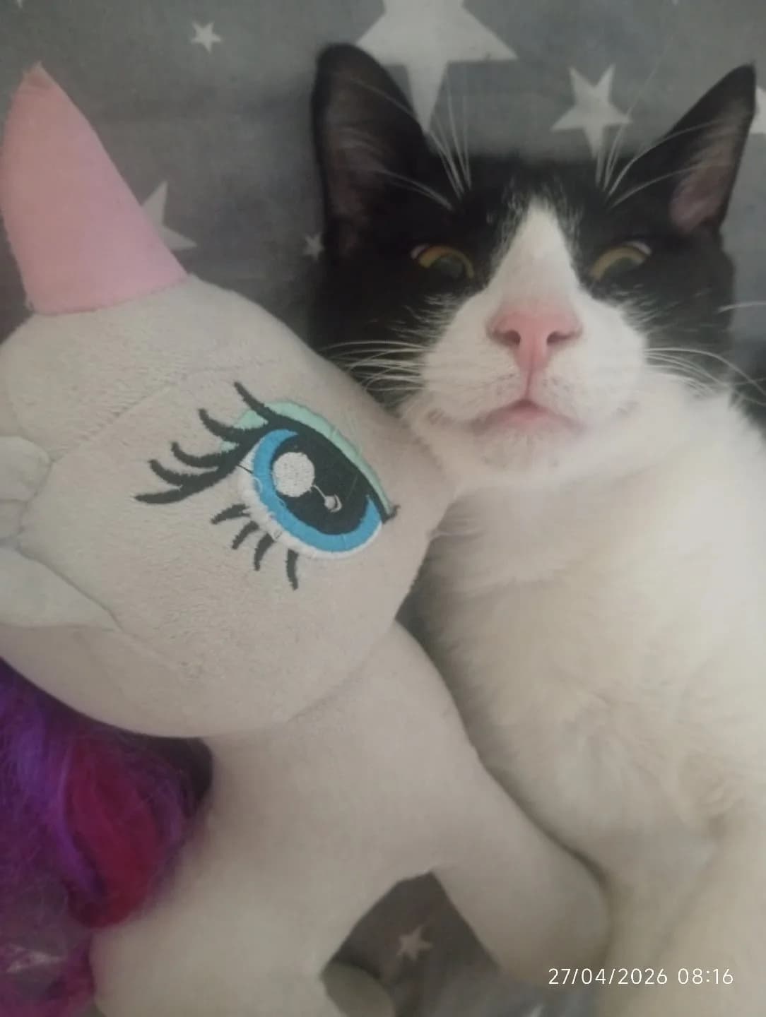 ACİL smokin kedi ilani