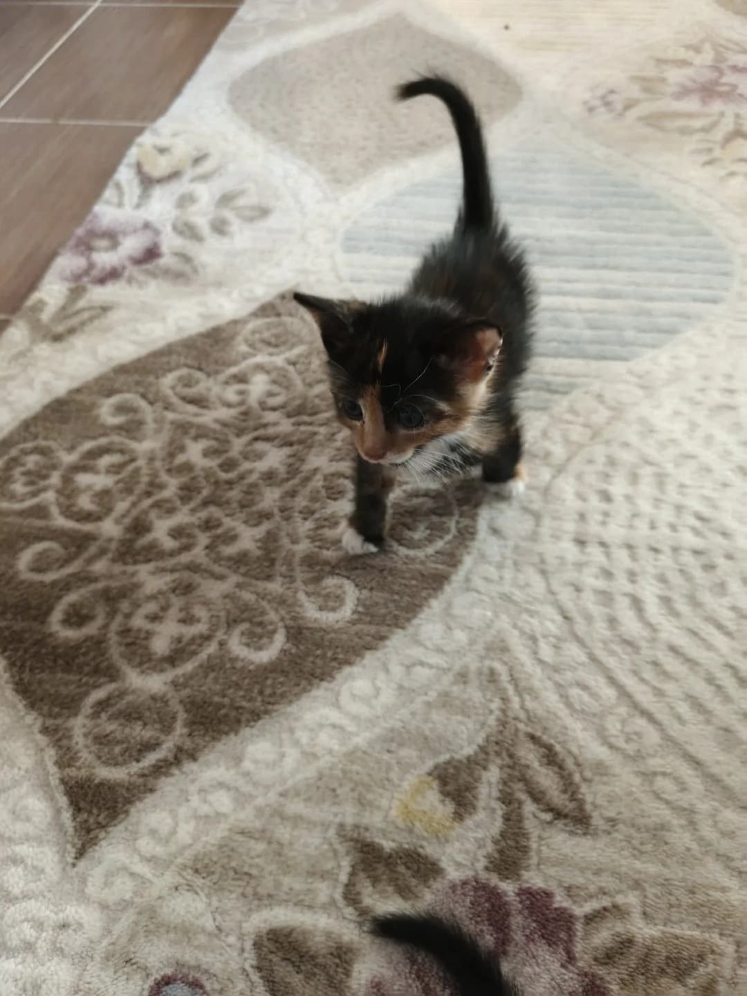 bebişler 40 günlü yuva aranıyor