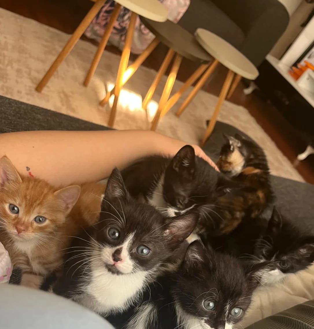 40 günlük yavru kediler ve anne kediye yuva araniyor