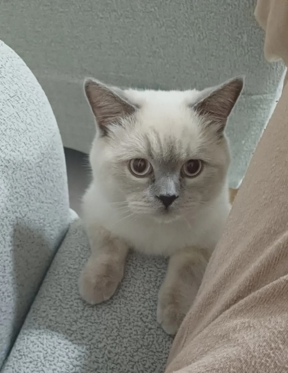 british bluepoint kedime yuva ariyorum