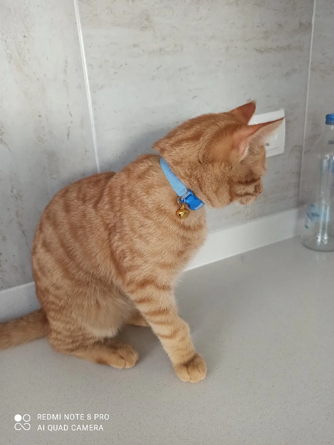 Şanslı ya ACİL Yuva arıyoruz