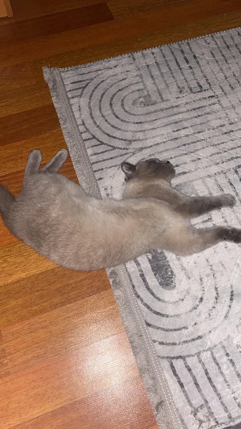 ücretsiz kedi sahiplendirme