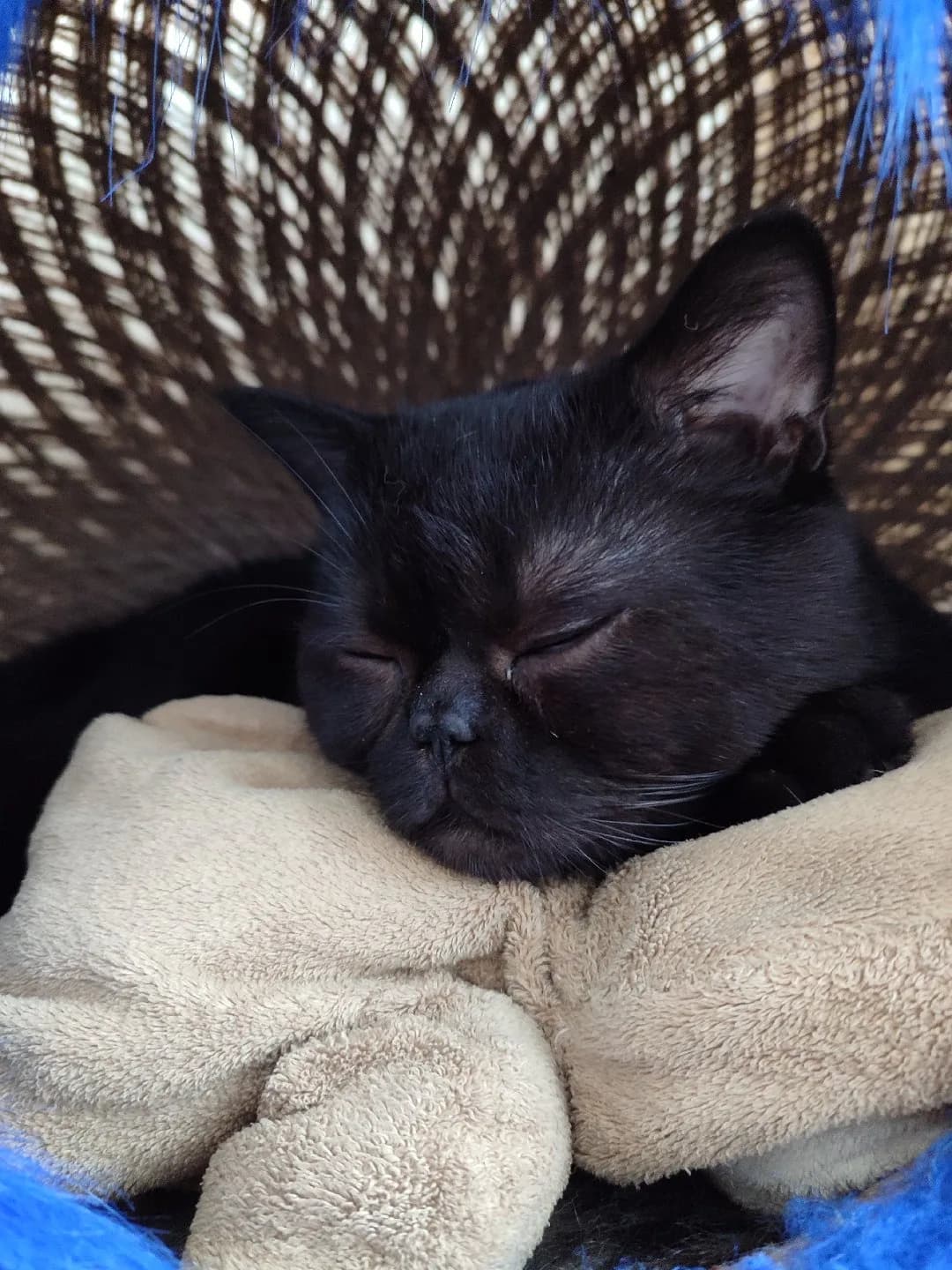 PARKTA BULUNMUŞ CİNS KEDİ ACİL SAHİPLENDİRİLMEYİ BEKLİYOR