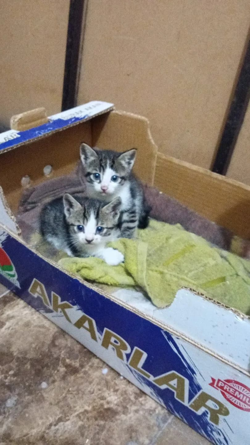 SAHİPSİZ KEDİ