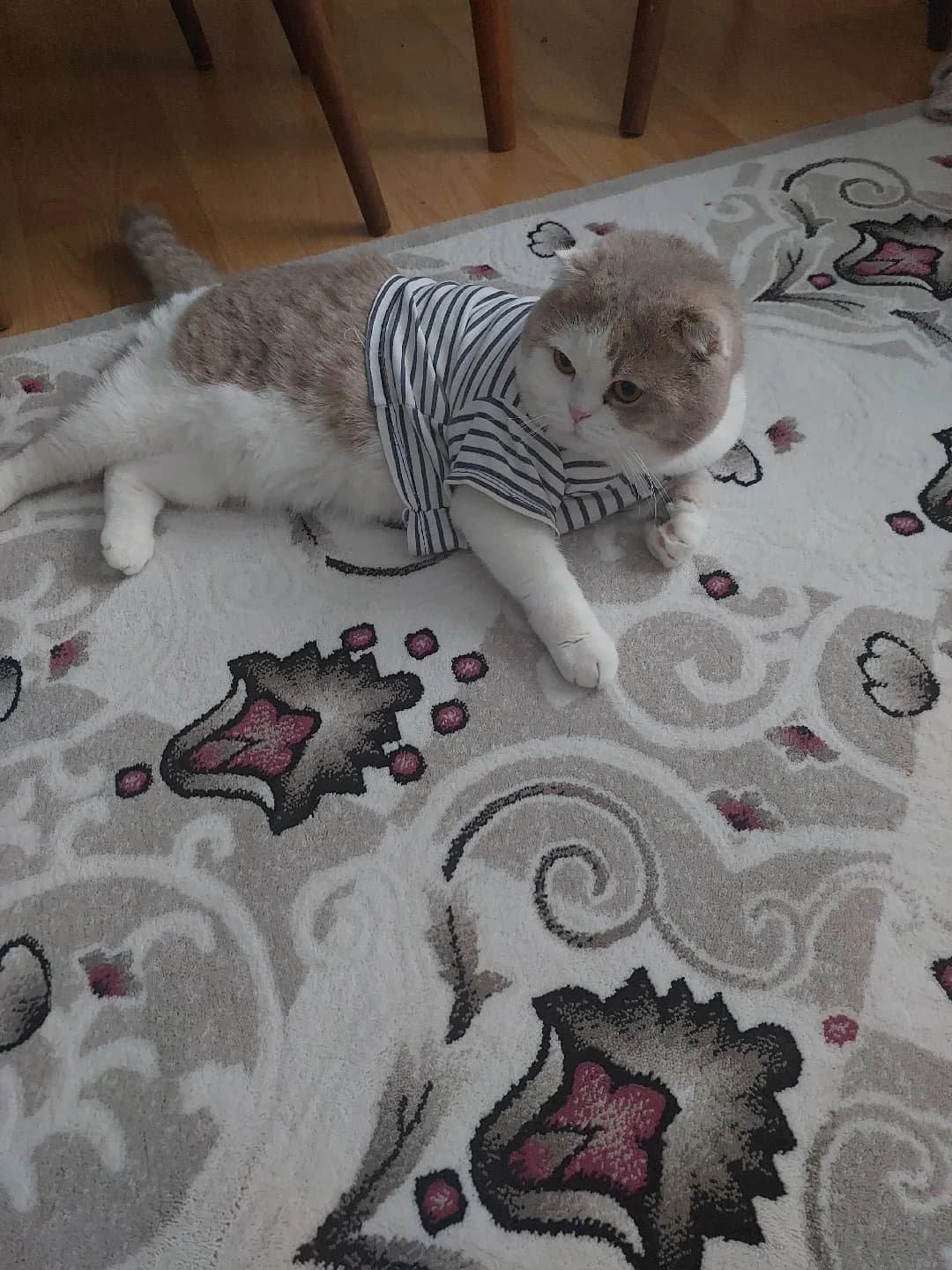 Yuva ariyoruz