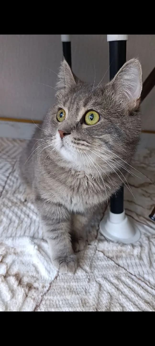 2 yaşında british kedi