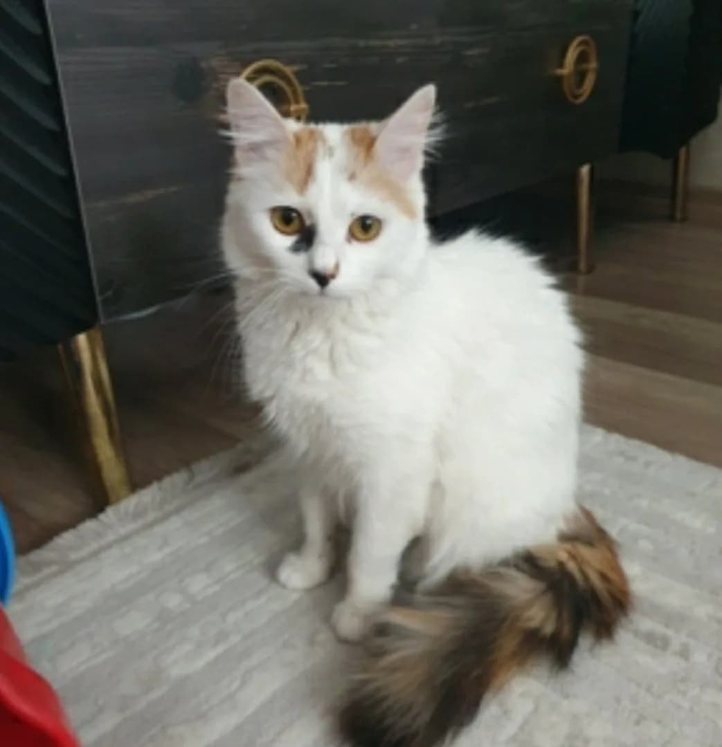 masajcı sevgi arsızı sakin sevgi yumağı