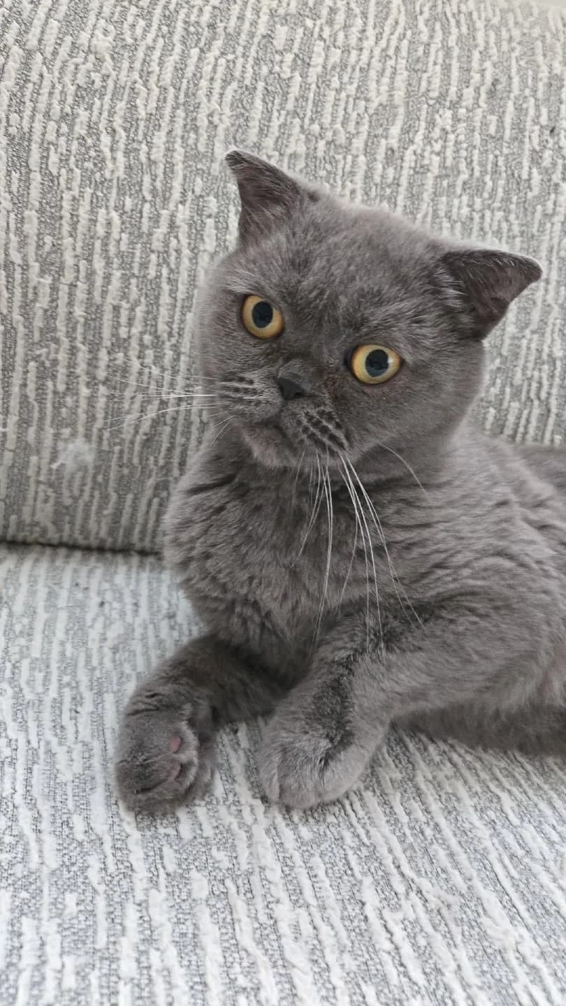 Tatlı bıdıga yuva