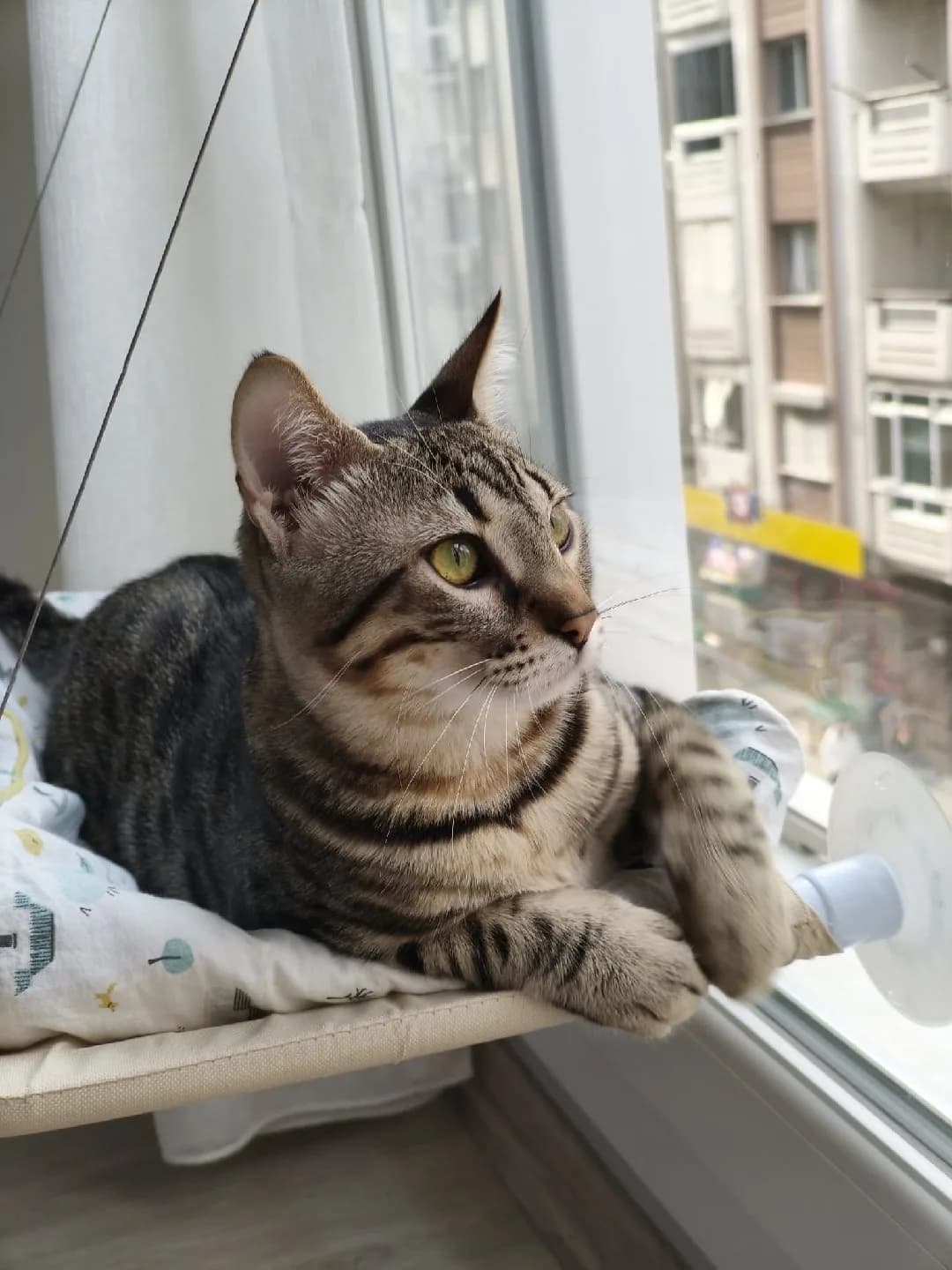 uyumlu sevecen eğlenceli