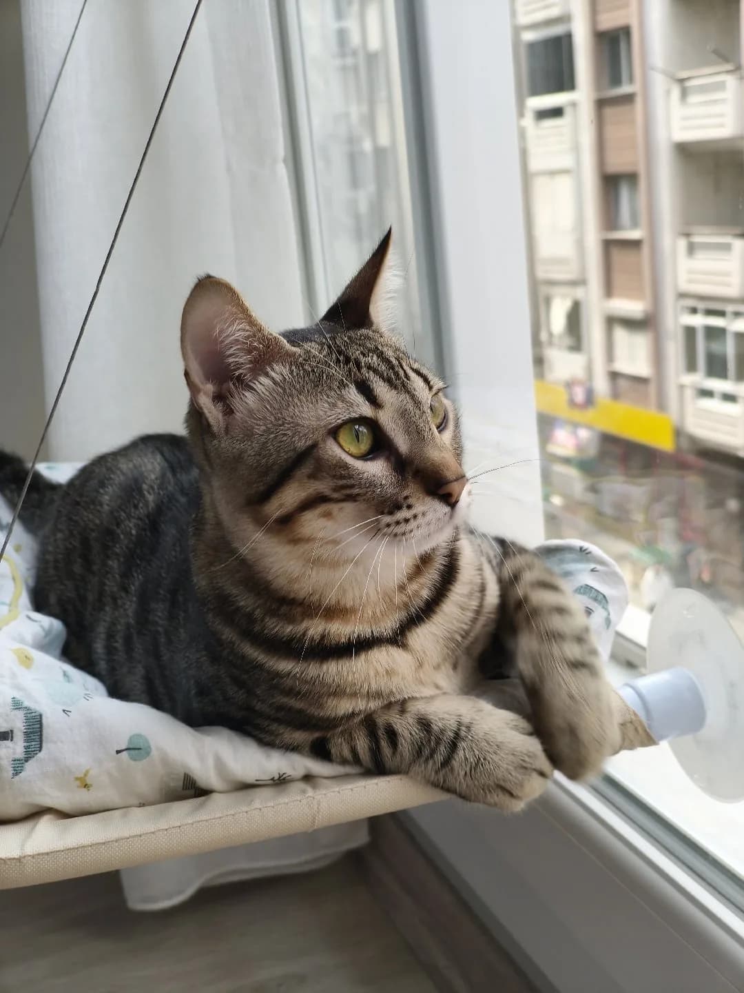 kedimi sahiplendirmek istiyorum