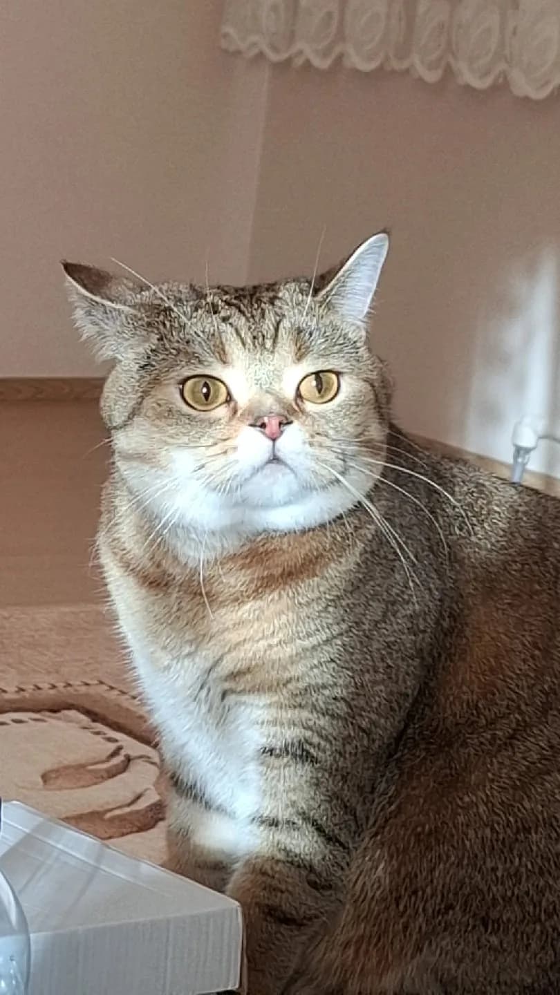 Kısır British Eşyalı