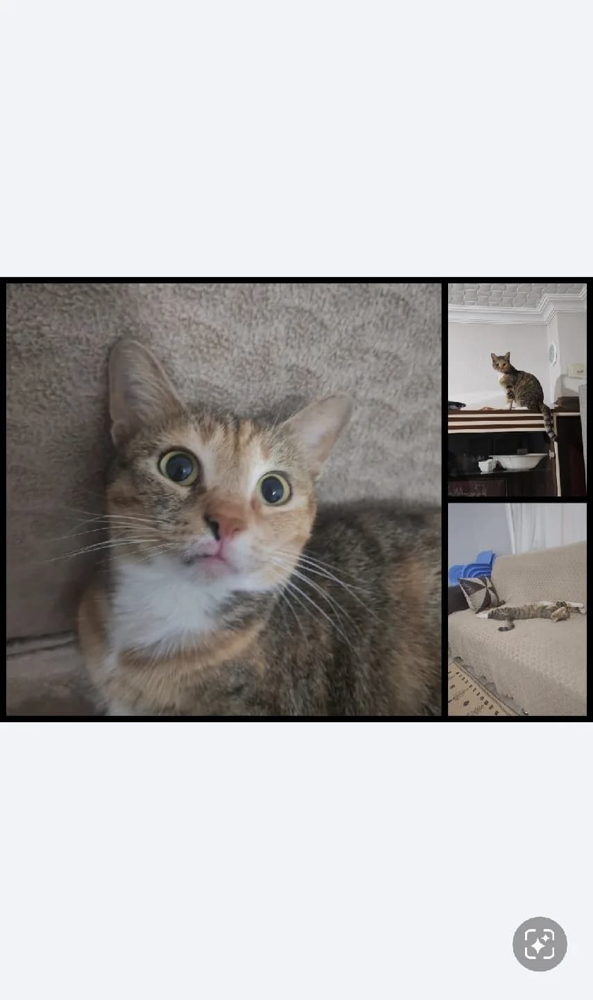 Kısır anne kedi ve 3 yavrusu için yuva arıyoruz