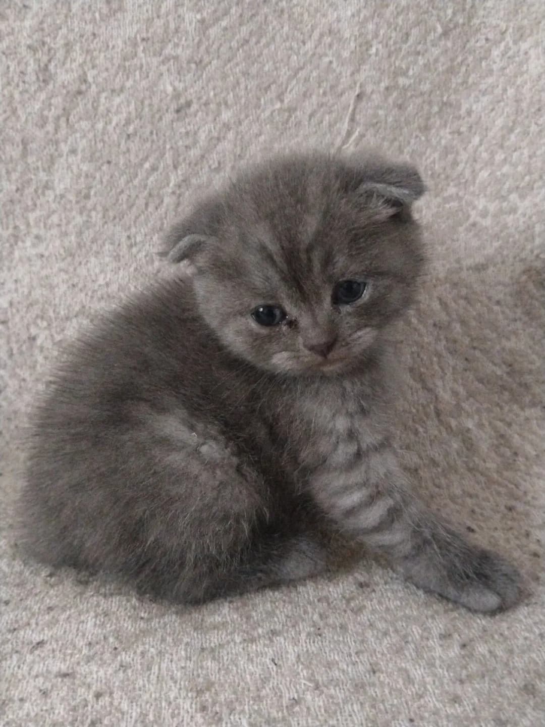 scottish fold kedi