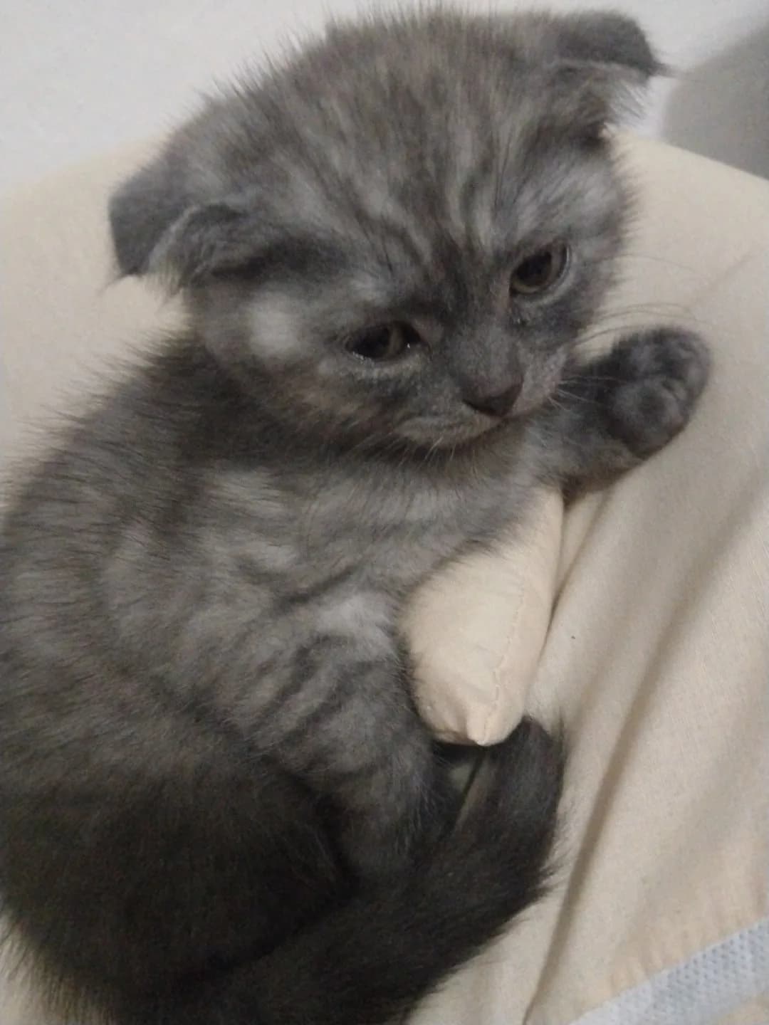 scottish fold erkek kedi