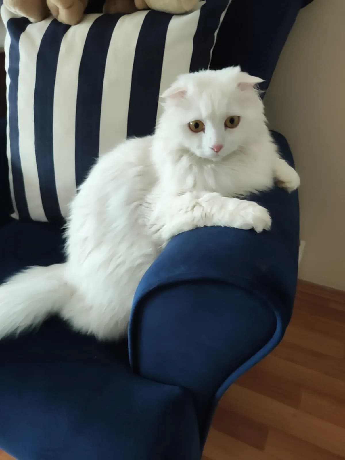 Pamuk Sevgi dolu bir yuva ariyor