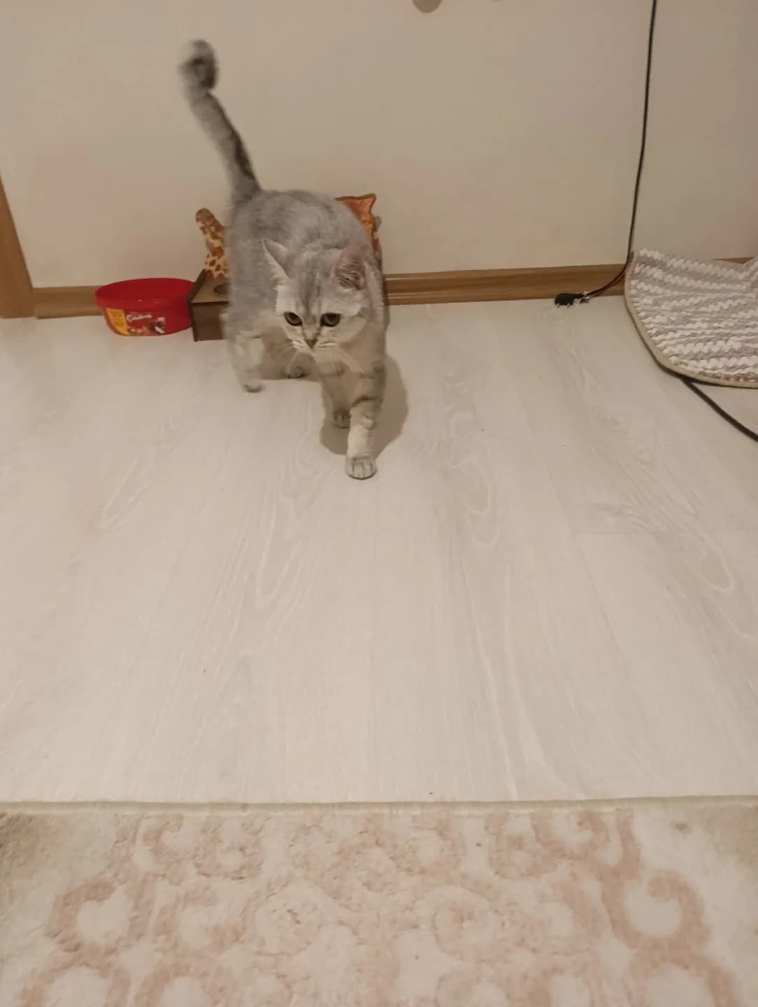 british kedi