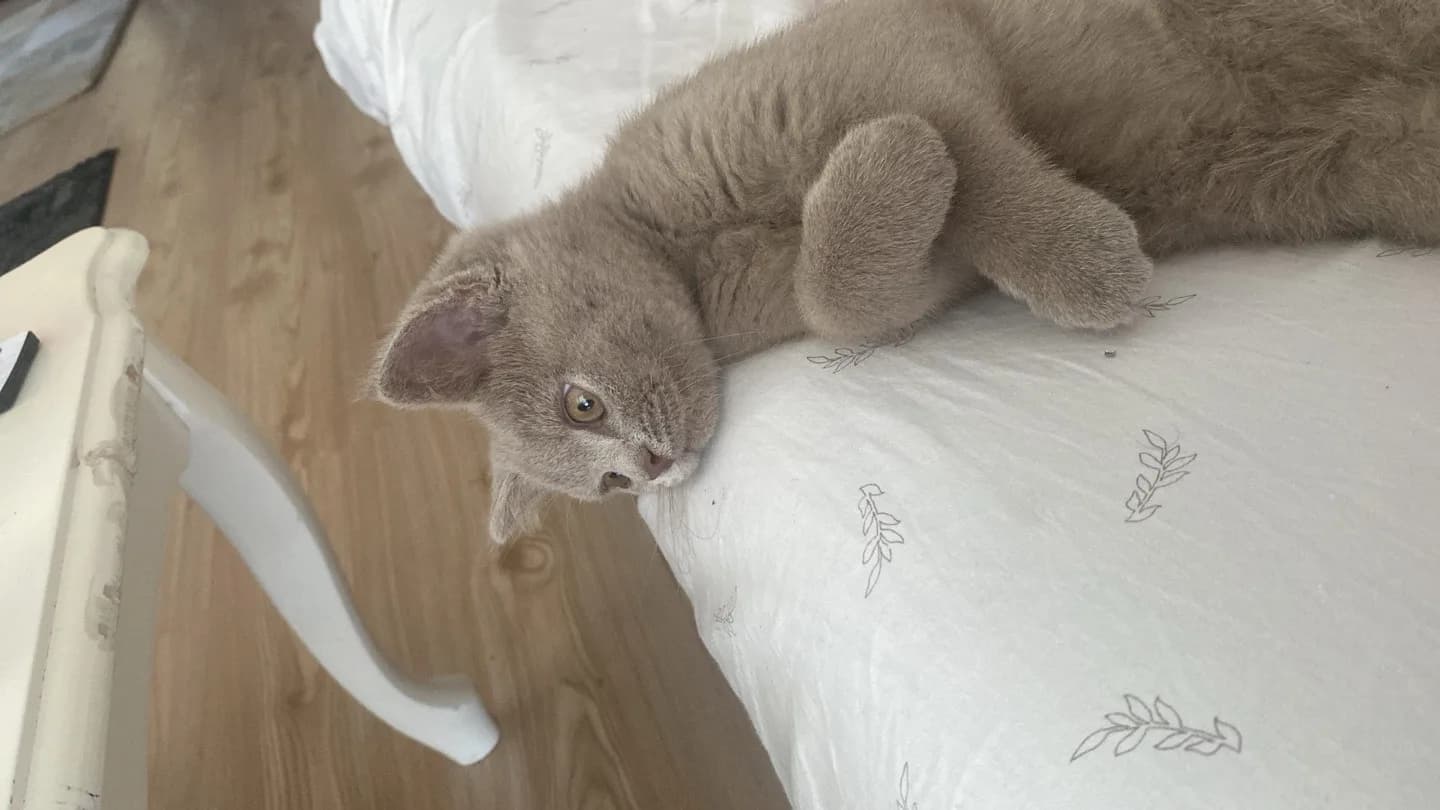 ACİL TATLI KEDİYE YUVA