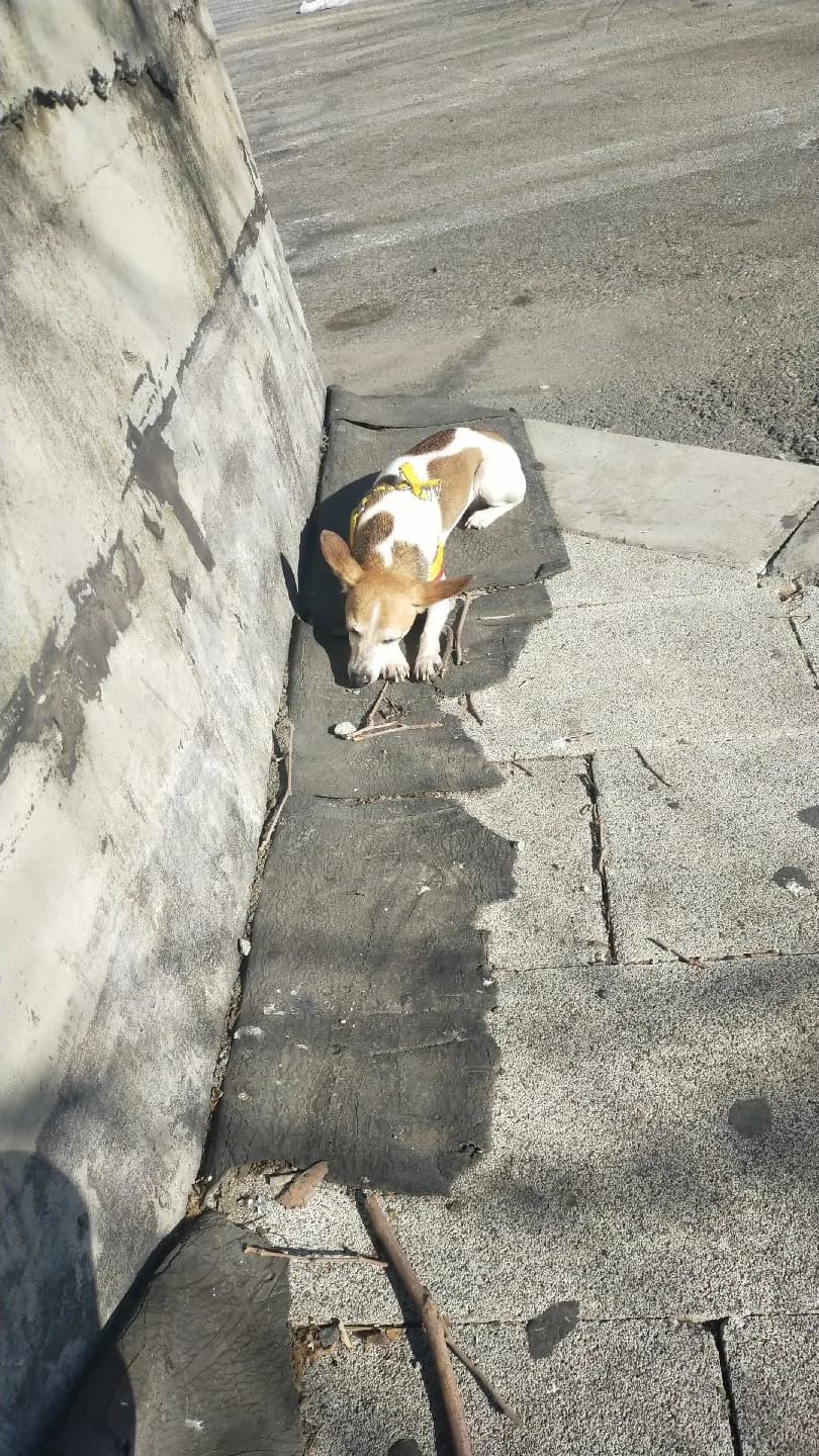 sokak köpeği