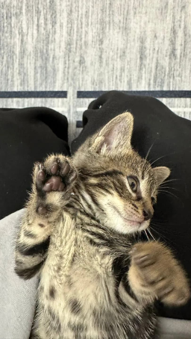 Yavru Tekir Kedi