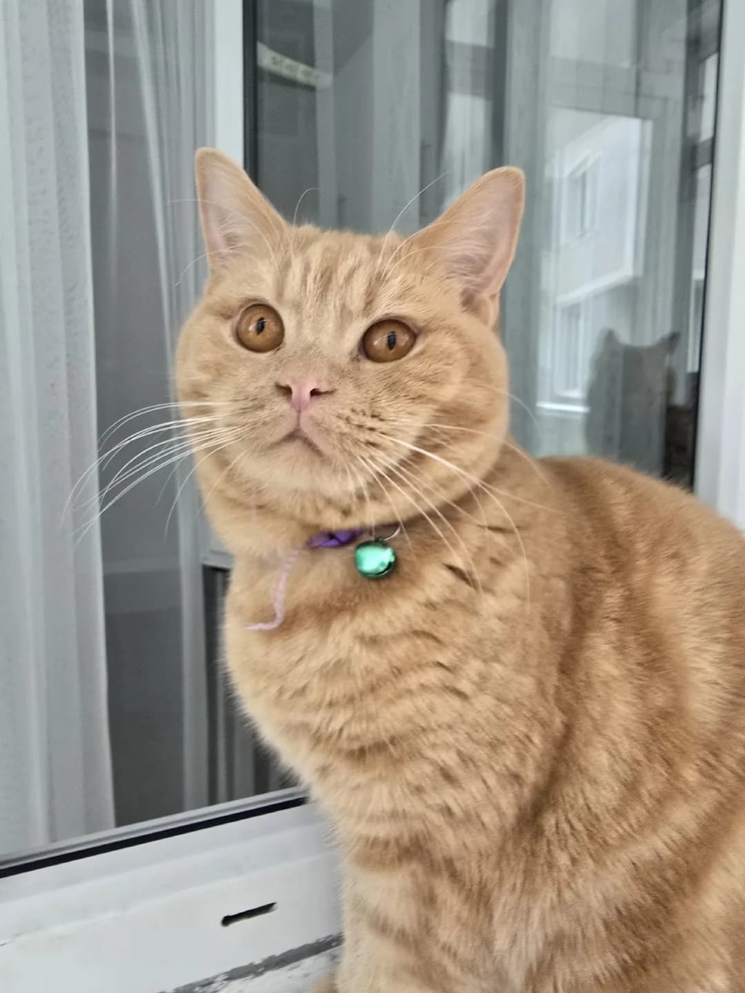 ERKEK KEDİMİ SAHİPLENDİRMEK İSTİYORUM