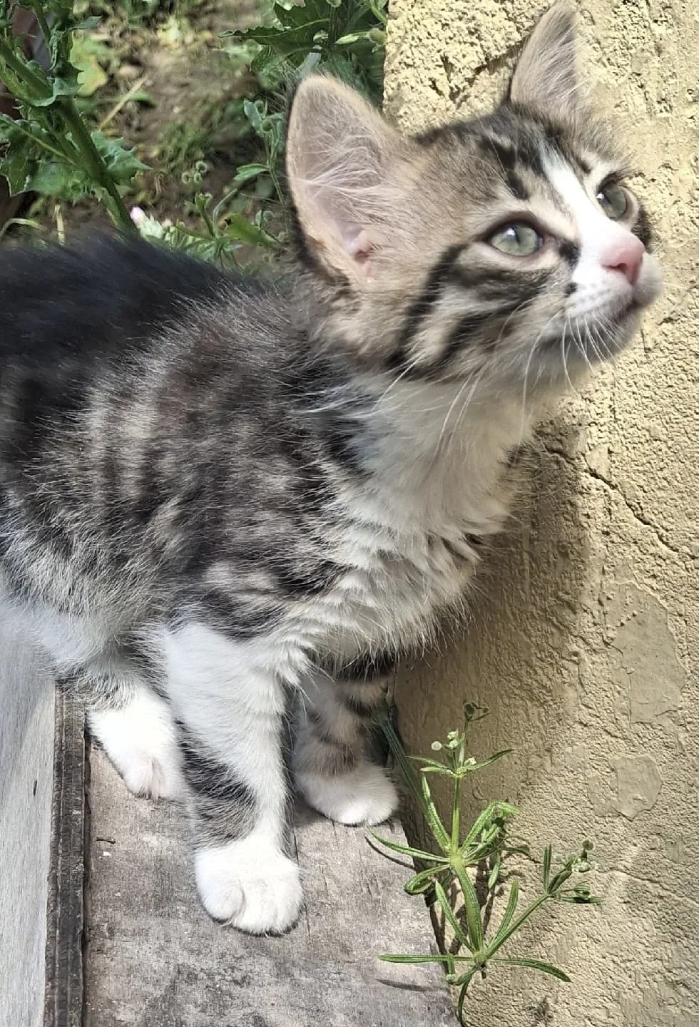 2.5 aylık yavru kedi (acil)