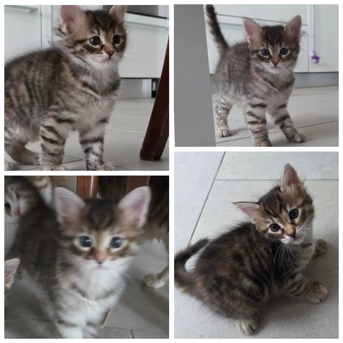 🐾 Ömürlük Yuvasını Arayan Sevgi Pıtırcıkları! 🐾