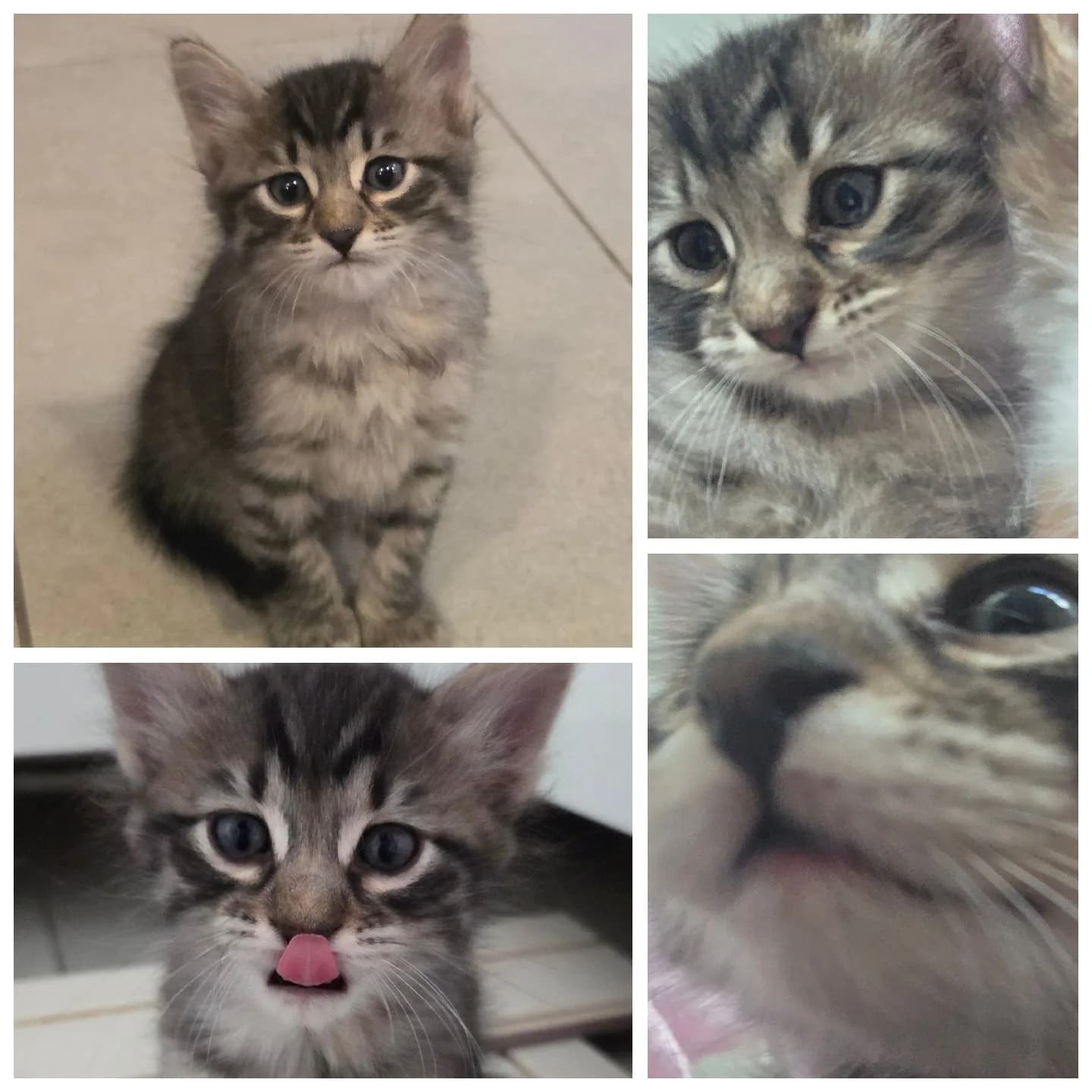 🐾 Ömürlük Yuvasını Arayan Sevgi Pıtırcıkları! 🐾