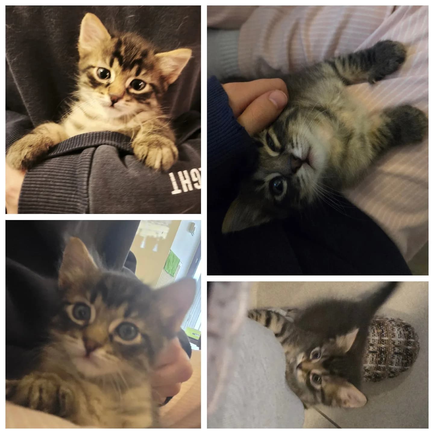 🐾 Ömürlük Yuvasını Arayan Sevgi Pıtırcıkları! 🐾